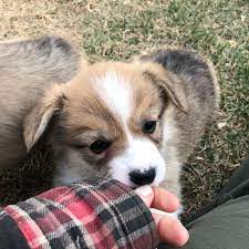 Corgi Puppies for Sale in Iowa